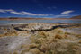 Bolivien. Das landschaftlich einmalige Lagunengebiet auf über 4.000 m Höhe. Die Laguna Polkes. 