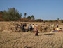Myanmar. Fahrt nach Pindaya. Getreideernte.