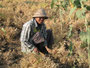 Myanmar. Erdnussernte.