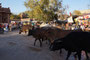 Indien. Jodhpur. Marktbesuch. Der lebhafte Sadar Market in der Altstadt bietet vor allem Gewürze und viele leckere Imbiss-Stände.