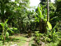 Papua Neuguinea. Provinz Madang. Wanderung mit Dorfbesuch.