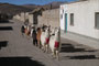 Bolivien. Das Dorf Quetena Chico liegt auf über 4.600 m Höhe. Lamas sind schlaue Tiere und kommen von alleine wieder zurück nach Hause.