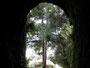 Madeira. Levadawanderung. Viele Kilometer führen die Levadas durch enge Tunnel.