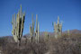 Mexico. In der Umgebung von Zapotitlán Salinas findet man diese phantastische Landschaft mit meterhohen Säulenkakteen.