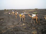 Expedition Danakil-Wüste. Trekking durch die Danakil-Wüste bei über 50°C im nicht vorhandenen Schatten. Die Überquerung des Lavafeldes des Erta Ale-Vulkans ist durch die scharfkantige heiße Lava besonders anstrengend und gefährlich.