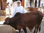 Oman. Auf dem großen Viehmarkt der Stadt Nizwa.