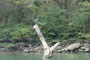 Mexico. Bootstour durch den grandiosen Sumidero-Canyon im Bundestaat Chiapas. Hier im Nationalpark leben viele verschiedene Vogelarten und auch Alligatoren.