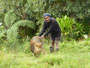 Papua Neuguinea. Provinz Eastern Highlands. Das Dorf Asoro. Ein Schwein ist hier äußerst wertvoll und der ganze Stolz der Dorfbewohner.