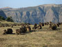 Äthiopien. Der Norden. Der Simien-Nationalpark. Nur hier findet man noch die vom Aussterben bedrohten Blutbrustpaviane - Die Geladas. Heute stehen sie unter strengem Schutz.