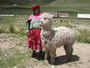 Peru. Die Alpakas sind die Kleinkamele in den Anden. Ihre feine Wolle wird von den Einheimischen zu warmer Kleidung verarbeitet.