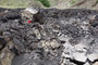 Süditalien. Sizilien. Der Ätna ist mit einer Höhe von ca. 3.350 m Europas mächtigster Vulkan. In den Lavafeldern finden sich Hohlräume und Höhlen, die durch Lufteinschlüsse in der heißen Lava entstanden sind. Die Erkundung ist ein einzigartiges Abenteuer.