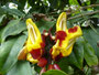 Madeira. Die Blumeninsel.