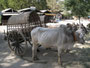 Myanmar. Einheimisches Taxi.