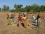 Mali. Frauen bei der Hirseernte.