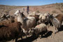 Bolivien. Lamas sind in den unzugänglichen Regionen der Anden auch heute noch die meistverbreiteten Nutztiere. Die wärmende Wolle und das Fleisch sichern das Überleben der Menschen in diesen weit abgelegenen Gebieten.