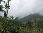 Sierra Leone. In der Nähe der Hauptstadt Freetown befindet sich ein Regenwaldgebiet mit den seltenen und scheuen Waldschimpansen.