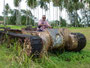 Papua Neuguinea. Provinz East New Britain. Panzer aus dem zweiten Weltkrieg findet man noch sehr zahlreich auf der Insel.