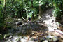 Karibikinsel Dominica. Durch dichte Tropenwälder und über gewaltige Felsvorsprünge führt die Wanderung zu den Middelham Falls. Für die 6 km muss man etwa 3 Stunden Gehzeit einplanen. 