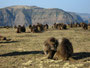 Äthiopien. Der Norden. Der Simien-Nationalpark. Nur hier findet man noch die vom Aussterben bedrohten Blutbrustpaviane - Die Geladas. Heute stehen sie unter strengem Schutz.