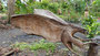Vanuatu. Geheimisvolle Schnitzereien sind hier auf der Insel Ambrym zu finden. Sie werden für verschiedene uralte Rituale benötigt.