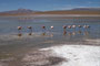 Bolivien. Das landschaftlich einmalige Lagunengebiet auf über 4.000 m Höhe. Die Laguna Kolpa. 