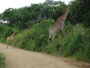 Südafrika. Spannende Pirschfahrt im Krüger Nationalpark.