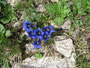 Südtirol. Dolomiten. Der Rosengarten. Der blaue Enzian.