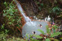 Karibikinsel Dominica. Nach der anstrengenden Wanderung zum Boiling Lake kann man sich in warmen vulkanischen Naturbecken entspannen. Kein Wellness-Hotel bietet Vergleichbares.