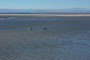 Chile. Mitten im Salar de Atacama liegt die Chaxa Lagune, die aus verschiedenen unterirdischen Wasseradern gespeist wird. Hier findet man zahlreiche Flamingos.