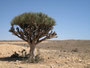 Oman. Das Dhofargebiet im Süden des Landes. Drachenbaum.