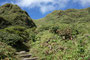 Karibikinsel Martinique. Der Mont Pelé ist mit 1397 m der höchste Berg von Martinique. Die Wanderung auf den Gipfel des Vulkans dauert ca. 6 Stunden und ist aufgrund des steilen und unwegsamen Geländes äußerst anspruchsvoll.