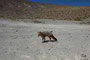 Bolivien. Auch Füchse sind hier in den Hochanden zu Hause. Ihre Nahrung sind vor allem Kleintiere und verendete Lamas.
