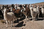 Bolivien. Lamas sind in den unzugänglichen Regionen der Anden auch heute noch die meistverbreiteten Nutztiere. Die wärmende Wolle und das Fleisch sichern das Überleben der Menschen in diesen weit abgelegenen Gebieten.