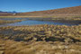 Chile. Idyllisch gelegene Lagune am Geysirfeld El Tatio.