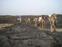 Expedition Danakil-Wüste. Trekking durch die Danakil-Wüste bei über 50°C im nicht vorhandenen Schatten. Die Überquerung des Lavafeldes des Erta Ale-Vulkans ist durch die scharfkantige heiße Lava besonders anstrengend und gefährlich.