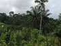 Sierra Leone. In der Nähe der Hauptstadt Freetown befindet sich ein Regenwaldgebiet mit den seltenen und scheuen Waldschimpansen.