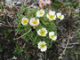 Grönland. Arktische Flora.