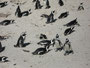 Südafrika. Fahrt zur Kap-Halbinsel. Am Strand von Boulders Beach lebt eine Kolonie von Brillenpinguinen.