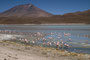 Bolivien. Das landschaftlich einmalige Lagunengebiet auf über 4.000 m Höhe. Die Laguna Hedionda mit hunderten Flamingos. 