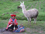 Peru. Cusco. Die Alpakas sind die Kleinkamele in den Anden. Ihre feine Wolle wird von den Einheimischen zu warmer Kleidung verarbeitet.