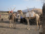 Expedition Danakil-Wüste. An diesem Platz ist Schluß mit den Jeeps. Kein Weiterkommen möglich. Ab hier geht es nur noch zu Fuß und mit Kamelen weiter.