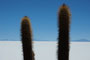 Bolivien. Im Südwesten Boliviens, auf mehr als 3600 Metern Höhe, liegt der Salar de Uyuni, der größte Salzsee unserer Erde. Inmitten dieses weißen Meeres erhebt sich wie eine Fata Morgana die Insel Incahuasi mit ihren riesigen Kakteen.