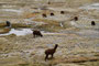 Chile. Lamas im Lauca Nationalpark.