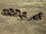 Äthiopien. Der Norden. Der Simien-Nationalpark. Nur hier findet man noch die vom Aussterben bedrohten Blutbrustpaviane - Die Geladas. Heute stehen sie unter strengem Schutz.