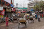 Indien. Varanasi. Stadtrundfahrt mit Rikscha.