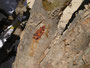 Oman. Das Dhofargebiet im Süden des Landes. Hier ist die Heimat des Weihrauchstrauches. Weihrauch wurde früher mit Gold aufgewogen und über die Weihrauchstraße in die ganze Welt transportiert.