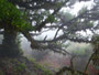 Madeira. Chão da Ribeira. Im geheimnisvollen Lorbeerwald.