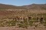 Bolivien. Das landschaftlich einmalige Lagunengebiet auf über 4.000 m Höhe. Vicuñas leben in den Anden bis in eine Höhe von über 4.000 m.