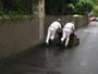 Madeira. Hauptstadt Funchal. Stadtteil Monte. Aufgrund des steilen Geländes kann man auf dem Rückweg mit einem Korbschlitten den asphaltierten Weg bis an den oberen Stadtrand von Funchal herunterrutschen.