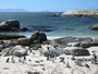 Südafrika. Fahrt zur Kap-Halbinsel. Am Strand von Boulders Beach lebt eine Kolonie von Brillenpinguinen.